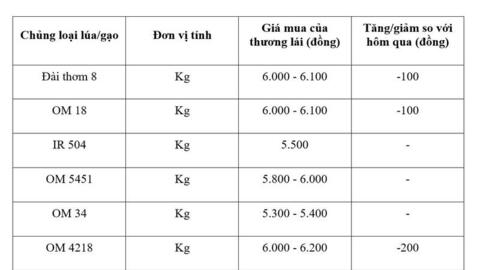 Giá lúa gạo hôm nay ngày 5/3/2026: Lúa tươi đồng loạt giảm