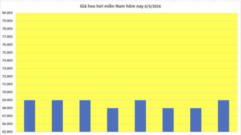 Giá heo hơi hôm nay 6/3/2026: Tiếp tục giảm nhiều nơi