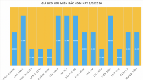 Giá heo hơi hôm nay 9/3/2026: Đang trên đà giảm