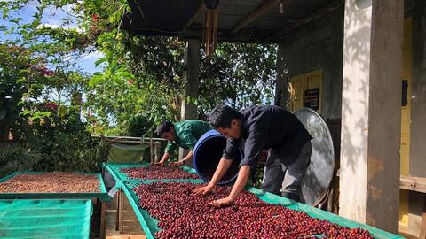 Giá cà phê hôm nay 17/3/2026: Giảm nhẹ 200 đồng/kg