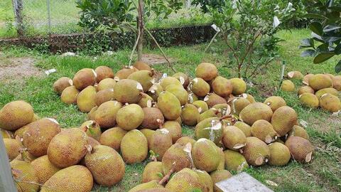 Giá mít Thái tại Đồng Tháp giảm mạnh, chỉ còn vài nghìn đồng/kg