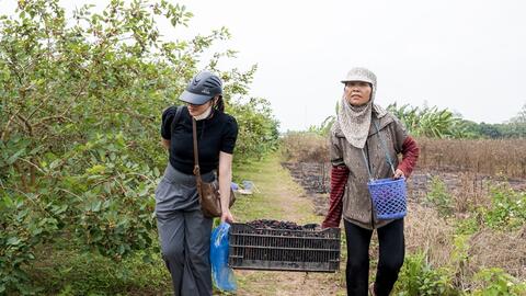 Ngoại thành Hà Nội nhộn nhịp mùa dâu tằm chín đỏ