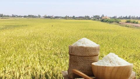 Giá lúa gạo hôm nay ngày 24/3: Gạo thơm dẻo neo cao, lúa tươi vững giá