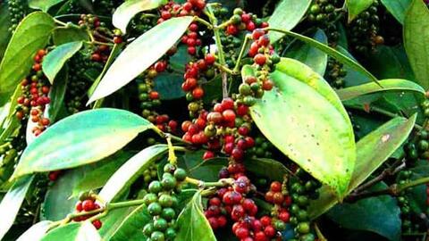 Bản tin nông sản hôm nay (26-3): Giá hồ tiêu, cà phê tăng mạnh