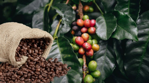 Bản tin nông sản hôm nay (27-3): Giá cà phê tăng nhẹ, giá hồ tiêu đi ngang