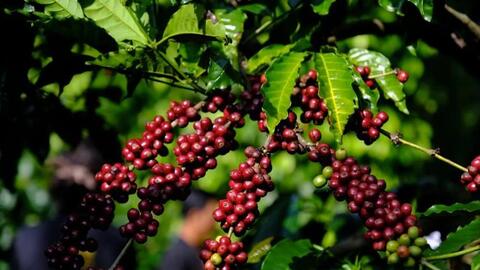 Bản tin nông sản hôm nay (28-3): Giá cà phê giảm