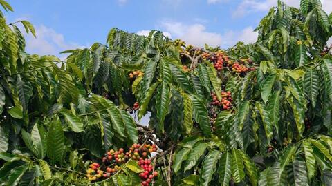 Giá cà phê hôm nay 30/3/2026: Dao động từ 91.500 - 92.300 đồng/kg