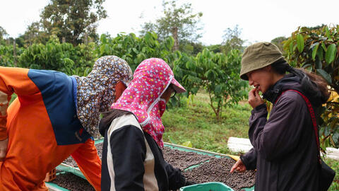 Giá cà phê hôm nay 31/3/2026: Tăng nhẹ 200 đồng/kg tại Lâm Đồng