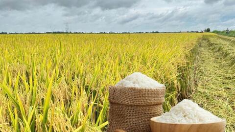 Giá lúa gạo hôm nay ngày 1/4: Đài Thơm 8 tăng nhẹ