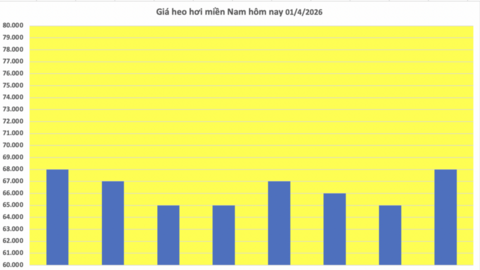 Giá heo hơi hôm nay 01/4/2026: Biến động trái chiều