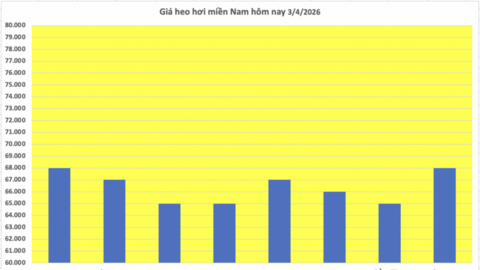 Giá heo hơi hôm nay 3/4/2026: Tiếp đà tăng giá ở miền Bắc, miền Trung