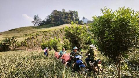 Mùa dứa ngọt trên đất Pú Nhung và hành trình thoát nghèo