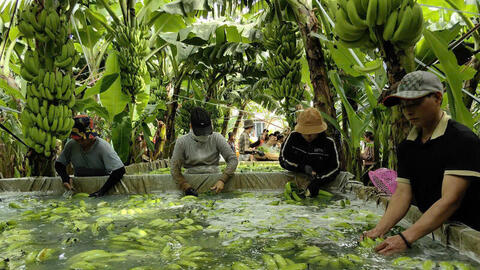 Đồng Nai đứng đầu về xuất khẩu chuối, sản lượng đạt trên 700.000 tấn/năm