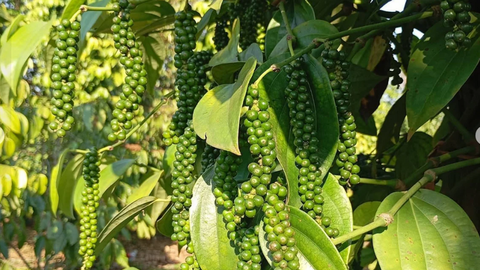 Giá nông sản hôm nay 7/4/2026: Sầu riêng Thái tăng trở lại; dứa trái vụ vào mùa