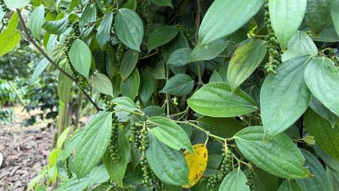 Giá tiêu hôm nay 7/4/2026: Duy trì ổn định