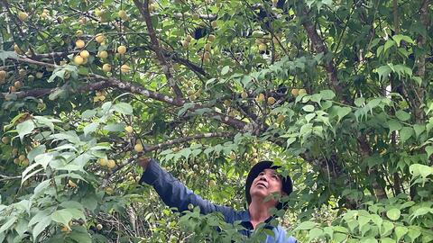 Cây mơ vàng hồi sinh trên đất khó