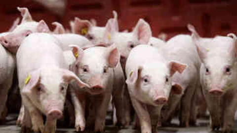 Giá heo hơi hôm nay 8/4/2026: Miền Trung tăng đến 2.000 đồng/kg