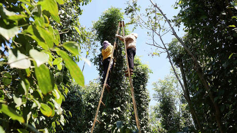 Giá tiêu hôm nay 8/4/2026: Tăng nhẹ 500 đồng/kg