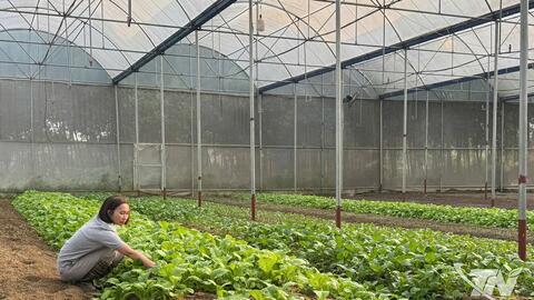 Hơn 320ha cây trồng đạt tiêu chuẩn hữu cơ