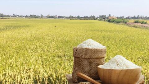 Giá lúa gạo hôm nay ngày 9/4: Lúa tươi tiếp đà tăng nhẹ