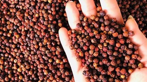 Bản tin nông sản hôm nay (13-4): Giá hồ tiêu tăng nhẹ