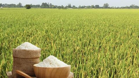 Giá lúa gạo hôm nay ngày 13/4: Gạo nguyên liệu xuất khẩu giảm