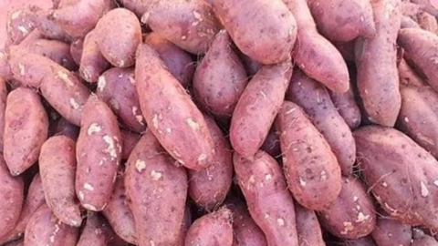 Giá nông sản hôm nay 14/4/2026: Một số mặt hàng có xu hướng tăng nhẹ