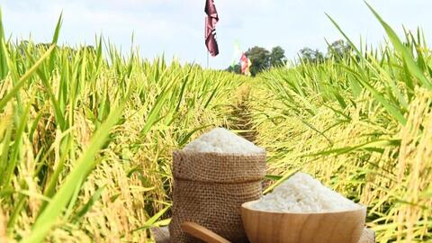 Giá lúa gạo hôm nay ngày 14/4: Gạo xuất khẩu tiếp đà tăng mạnh