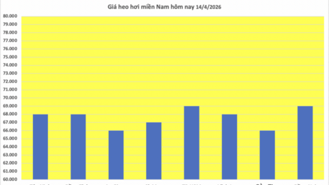 Giá heo hơi hôm nay 14/4/2026: Tiếp tục neo cao