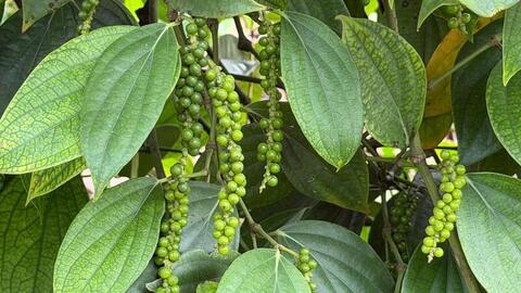 Giá tiêu hôm nay 20/4/2026: Cao nhất 141.000 đồng/kg