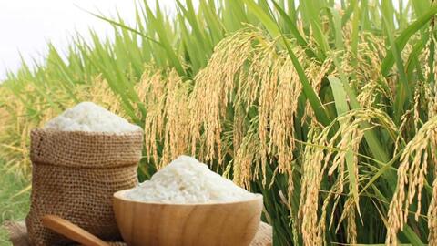 Giá lúa gạo hôm nay ngày 22/4: Gạo nguyên liệu xuất khẩu tiếp đà tăng
