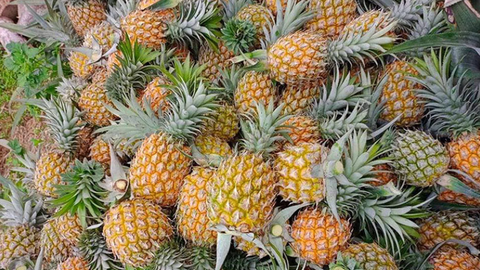 Giá nông sản hôm nay, ngày 28/4: Nhiều mặt hàng được giá