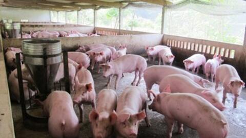 Giá heo hơi hôm nay 28/4/2026: Tăng nhẹ tại Nghệ An