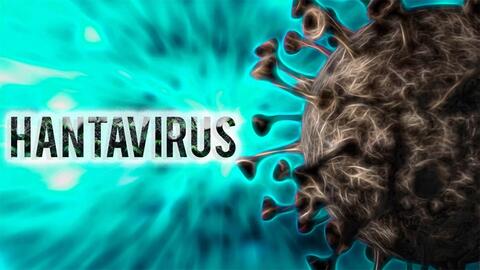 Việt Nam chưa ghi nhận trường hợp mắc bệnh do virus Hanta trên người