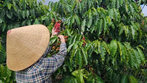 Giá cà phê hôm nay 6/5/2026: Phục hồi nhẹ, tăng 400 - 500 đồng/kg