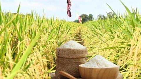 Giá lúa gạo hôm nay ngày 6/5/2026: Gạo xuất khẩu biến động trái chiều