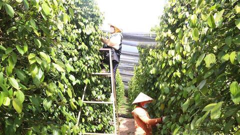 Giá tiêu hôm nay 7/5/2026: Cao nhất 144.000 đồng/kg