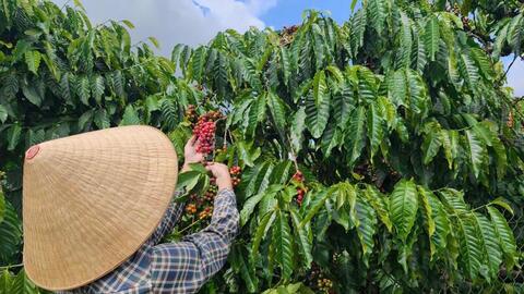 Giá cà phê hôm nay 12/5/2026: Khởi sắc trên các sàn quốc tế
