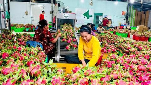 Giữ “tấm vé” vào thị trường EU cho thanh long Việt