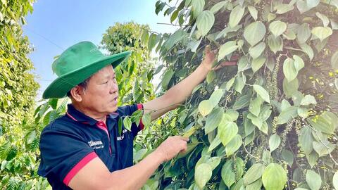Giá tiêu hôm nay 27/5/2026: Giữ mặt bằng giá