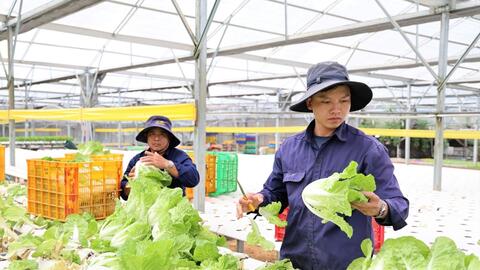 Đưa nông sản Lâm Đồng vươn xa