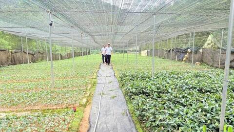 Đà Nẵng chi trăm tỷ để phát triển sâm Ngọc Linh và dược liệu