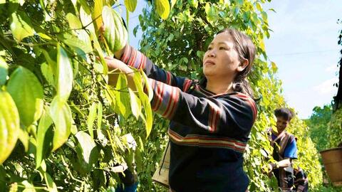 Giá tiêu hôm nay 3/6/2026: Dao động từ 136.000 - 139.000 đồng/kg