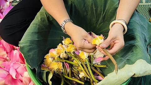Trà sen Tây Hồ vào vụ