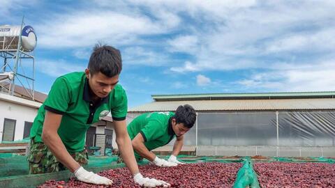 Giá cà phê hôm nay 12/6/2026: Bật tăng vọt hơn 2.000 đồng/kg