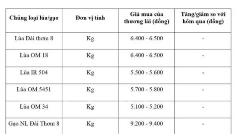 Giá lúa gạo hôm nay ngày 15/6/2026: Tấm thơm giảm nhẹ