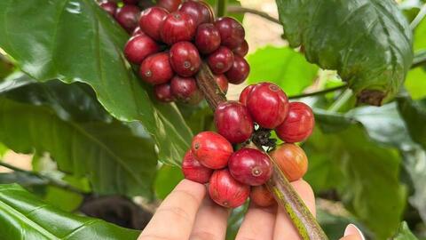 Giá cà phê hôm nay 16/6/2026: Giảm nhẹ 200 đồng/kg