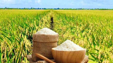 Giá lúa gạo hôm nay ngày 22/6: Lúa tươi biến động nhẹ