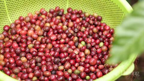 Giá cà phê hôm nay 24/6/2026: Tăng nhẹ 100 - 200 đồng/kg