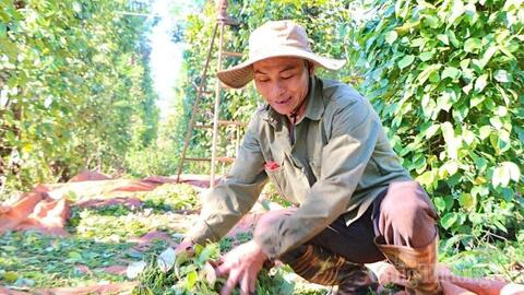 Giá tiêu hôm nay 24/6/2026: Tăng phiên thứ hai liên tiếp